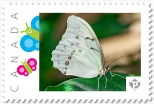 WEISSER SCHMETTERLING ** Bild Porto Kanada 2019 P19-04-S20 postfrisch - Bild 1 von 2