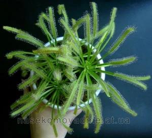 Drosera Capensis var. Alba. White dew. Carnivorous plant. 25+ S.e.e.d.s. - Picture 1 of 11