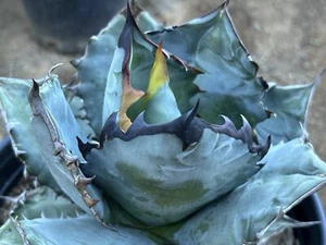 Agave Blue Titanota Select LG Seedling- Rare B21 Huge, Colorful, Black Spines!! - Picture 1 of 3