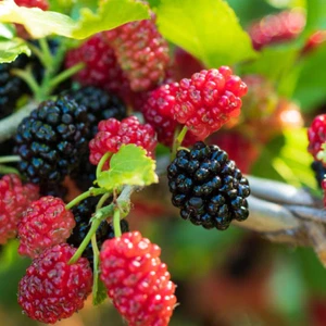 Everbearing Mulberry Tree Seedling (Morus Nigra) - Picture 1 of 10