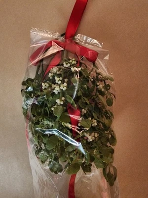  Hermoso ramo de muérdago real recién cortado listo para colgar 4-6" de largo completo Foto 1 de 4
