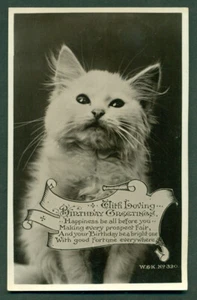 WHITE KITTEN/CAT PHOTOGRAPHIC BIRTHDAY POSTCARD CIRCA 1923'S 'K ' W&K No. 320 - Foto 1 di 2