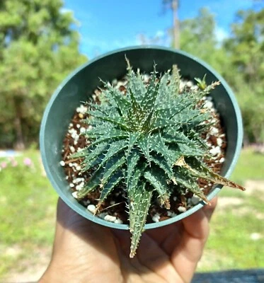Haworthia-Leaved Aloe / RARE Aloe Haworthioides - Image 1 of 4