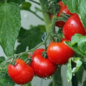 Tomato- Grosse Lisse, 60 seeds | TSC: Heirloom & OP seeds, non-GMO, Untreated) - Picture 1 of 1