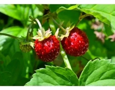 12 piante di fragole di bosco BIO resistenti copertura del terreno radice nuda giardino biologico - Immagine 1 di 4