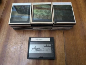 Vintage Lot 66 Magic Lantern Glass Slides Nature Birds Animals Insects Zoology  - Picture 1 of 7