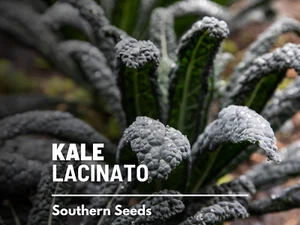 Kale, Lacinato "Dinosaur" - 200 Seeds - Heirloom - NON GMO - Picture 1 of 8