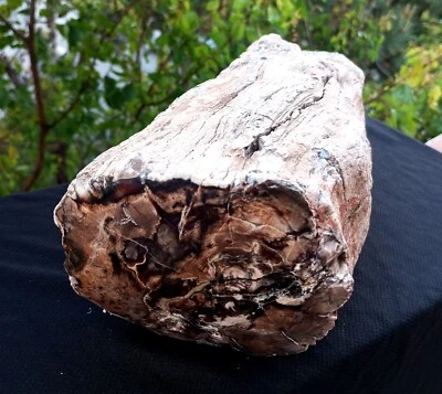 10 Lb 5 Oz Natural Rare Opalized Mirror Polished Big Petrified Wood Uv Reactive - Image 1 of 4