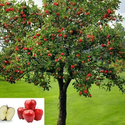 Mini apple tree'Small but big potential - Image 1 of 3