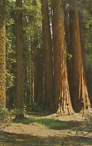 Cartolina d'epoca SEQUOIE GIGANTI IL GRUPPO CASA CALIFORNIA - Foto 1 di 2