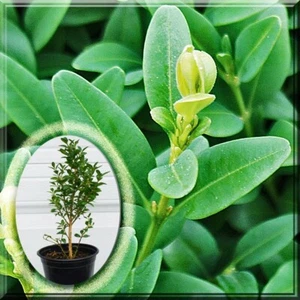 Green Mountain Greenmountain Boxwood Buxus 4.5" Quart Live Pot Plant - Picture 1 of 3