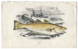 Whiting Fish British Islands Color Plate from Book Jonathan Couch 1860s - Picture 1 of 1