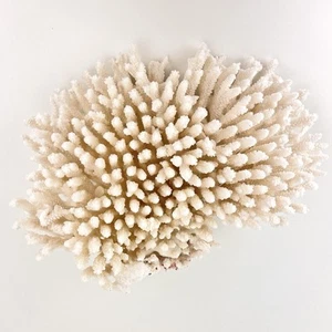 Natural White Coral Reef Cluster Ocean Salt Water Mineral Specimen - Picture 1 of 11