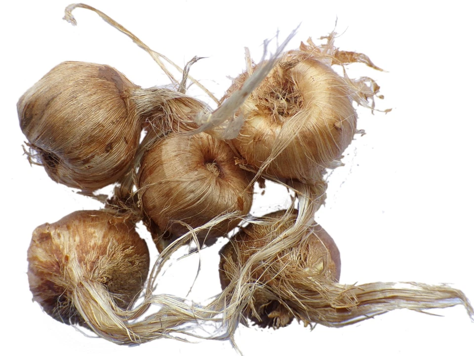 Crocus Sativus ou Safran - Crocus Sativus - SEM27 - Bild 1 von 4