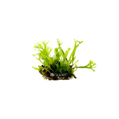 Java Fern Lace Windelov [Mini Size] | Aquarium Plants Factory® - Image 1 of 2