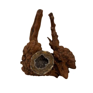 Vintage Burl Wood With Sliced Geode Art Crystal Raw Exotic Organic Nature 8" - Picture 1 of 16
