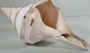 Large 37cm Conch Sea Shell – Natural White Spiral Shell Coastal Home Decor - Imagen 1 de 5