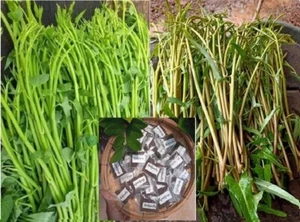 White Water Spinach and Red Water Spinach - Picture 1 of 9