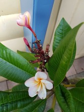 Frangipani Plumeria - Pflanze - Divine - 60 cm - 6 Ast  mit 1 Blütenansätzen