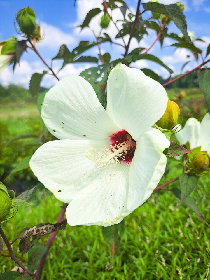 25 WHITE HIBISCUS (Crimson Eye) SEEDS | Perennial Pollinator Flower  - Image 1 of 1