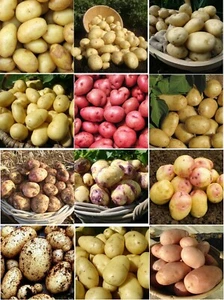Seed Potatoes 70+ Varieties - Scottish Basic Seed Potatoes X20 Tubers for Plants - Picture 1 of 64