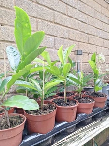 3x Laurel Evergreen Hedge STARTER Plants Minimum 18cm HEIGHT Shipped BARE ROOT - Picture 1 of 20