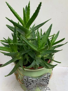 Aloe nobilis (Golden Toothed Aloe) - 13cm Pot- RARE - Picture 1 of 3