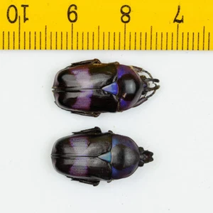 BEETLE - Cetoniidae - Mystroceros macleayi (Pair, Purple) - MALAYSIA - 8791 - Picture 1 of 1