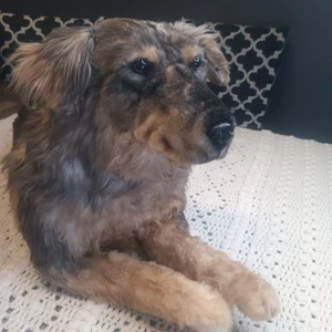 Kuschelklone Plüschtier Stofftier Hund Schäferhund Mix realistisch liegend weich groß  - Bild 1 von 18