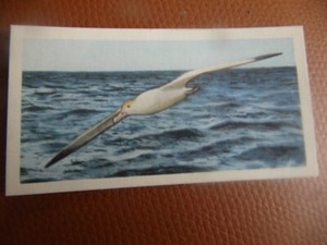 GB Brooke Bond "Wildlife in Danger" 1963 tea-card No.24 'Steller's Albatross'.