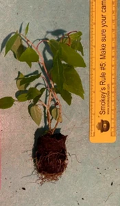 Issai Kiwi (Actinidia arguta) TC Plant Plug -3-6 inches! -Edible Fruit!! - Picture 1 of 4