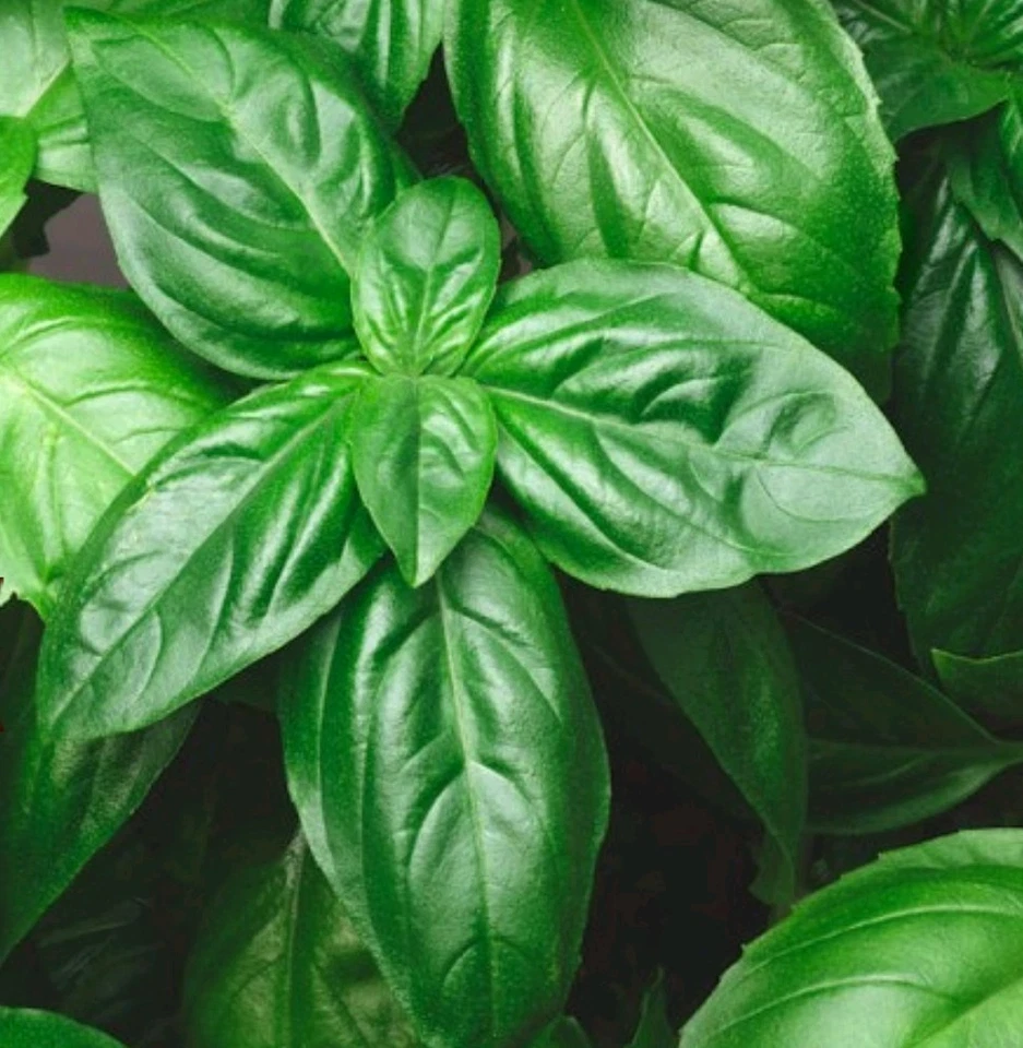 1000+ Genovese Basil Seeds **Fresh Seeds** ~~Free Shipping~~ - Image 1 of 1