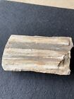 petrified wood 