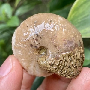 40gr ERSTAUNLICHER PERMISCHER GROBER GANZER AMMONIT FOSSIL CALCIT MOLLUSKA - Bild 1 von 12