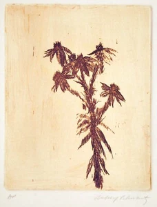 Artist's Proof for 1966 portfolio "Wild Flowers" etchings by Aubrey Schwartz - Picture 1 of 1