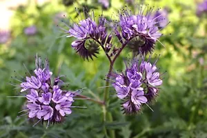 1kg Semi di FACELIA Phacelia Apicoltura pianta mellifera Produzione miele BIO - Foto 1 di 1