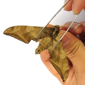 female unmounted real folded butterfly / moth Sphingidae China sichuan #498