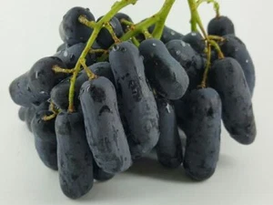 Semillas de uva Moon Drop (Vitis vinifera) 100+ semillas - Imagen 1 de 8