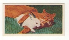 National Pets 1961. #15 Cat & Rabbit