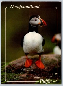Puffin, Official Bird Of Newfoundland Canada, Chrome Postcard #1 - Picture 1 of 2