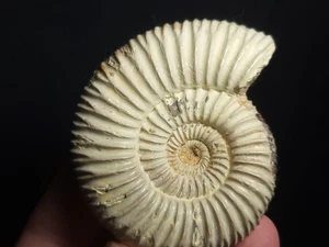 Ammonite Sivajiceras Fossil from Madagascar 2.75" (4.2 oz.) - Picture 1 of 5