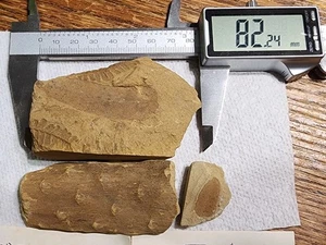 Lepidosendron Lykopsiden Baumrinde Ottawa, Kansas + Samen Farnblatt versteinertes Gestein - Bild 1 von 13