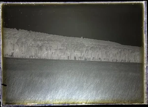 ANTICO PIATTO VETRO FOTO NEGATIVO Immagine di Alberi ed Erba Misura 5X7 -08 - Foto 1 di 3