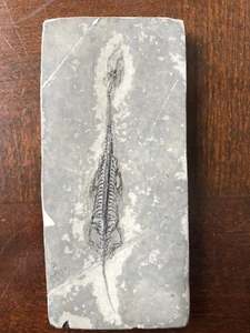 KEICHOUSAURUS FOSSIL -Marine Dinosaur Aquatic  Lizard Reptile Specimen-7-gift - Picture 1 of 8