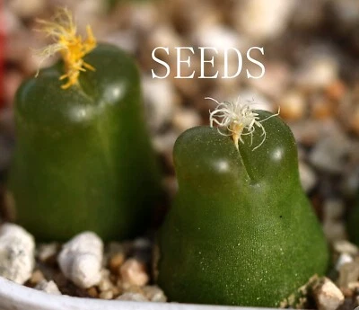 SEEDS- Conophytum acutum 15seeds - Image 1 of 3