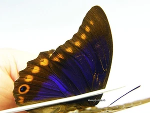 Unmounted Butterfly/Nymphalidae - Prepona brooksiana brooksiana, small 3 - Picture 1 of 5