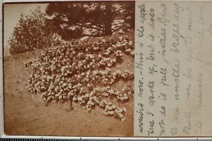 OLD POSTCARD 1907 APPLE TREE IN BLOSSOM - Picture 1 of 2