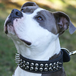 Genuine Leather Dog Spiked Collar 18"-22" neck 1.75" wide  Mastiff Bullterrier