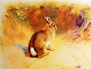 RABBIT OUTSIDE ITS BURROW * 1970s VINTAGE PRINT OF A PAINTING BY THORBURN - Picture 1 of 2