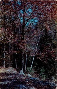 Cartolina Knoxville Tenn Great Smokey Mountains Park Jack Frost's Paint Palette - Foto 1 di 2